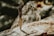 A knife with a detailed handle is embedded in a piece of wood. The background includes blurred natural elements, possibly tree bark or a rocky landscape.
