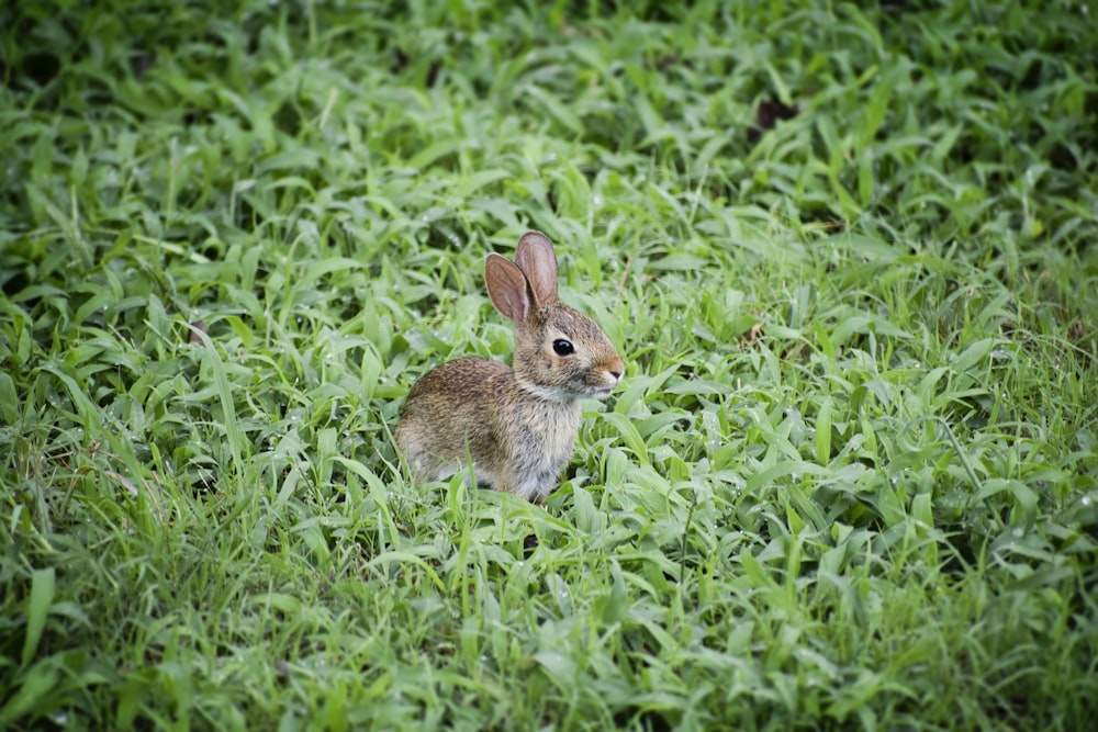 잔디밭에 갈색 토끼의 선택적 초점 사진
