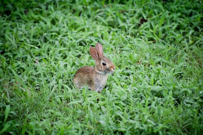 selective focus photography of brown rabbit on grass field easter bunny google meet background