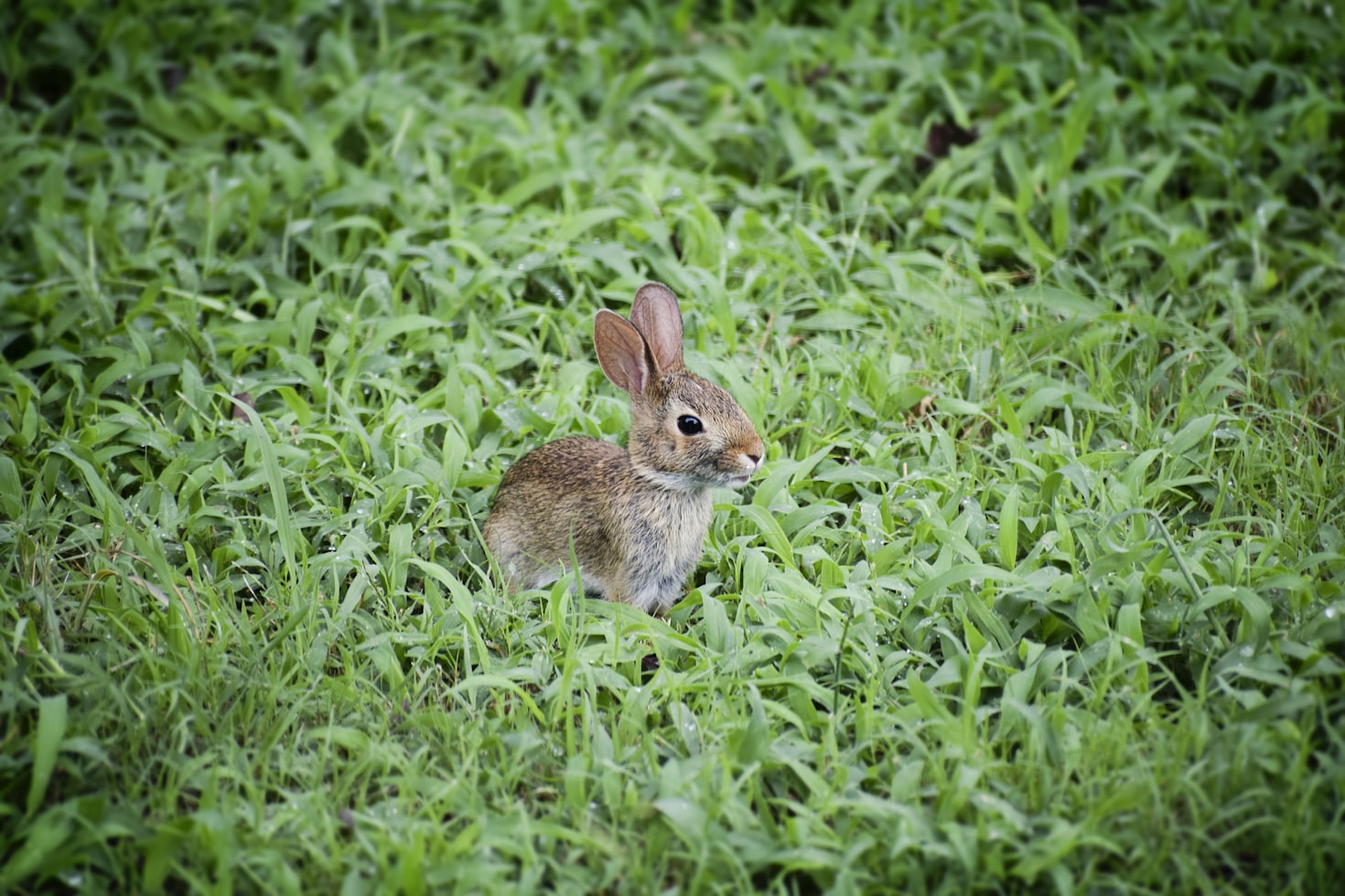 Female and male rabbits have the same names as female and male deer.