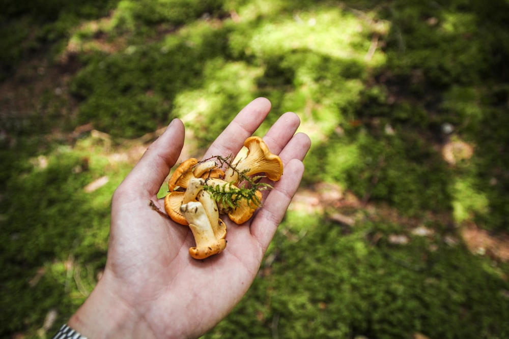 person holding orange mushrooms