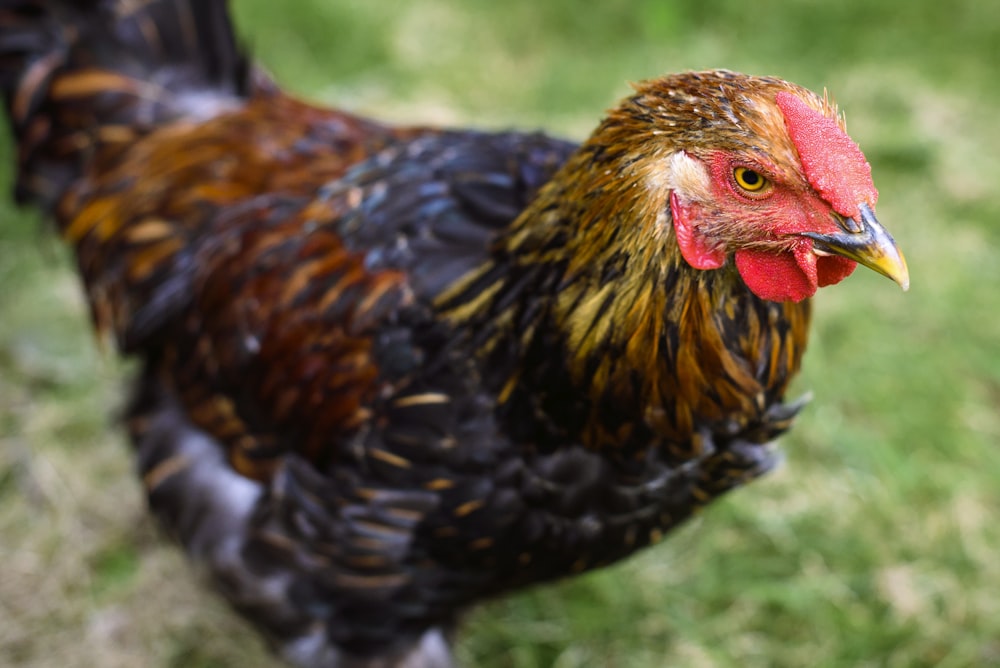 shallow focus photography of black and brown chicken