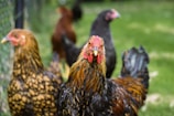 selective focus of two brown roosters at daytime