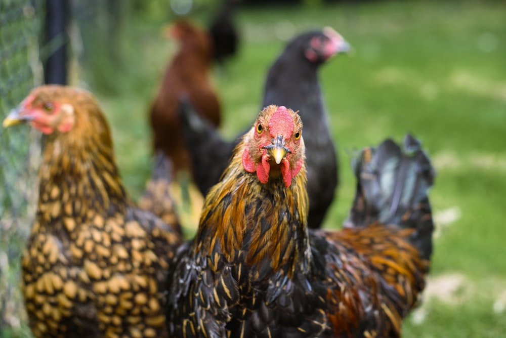 selective focus of two brown roosters at daytime