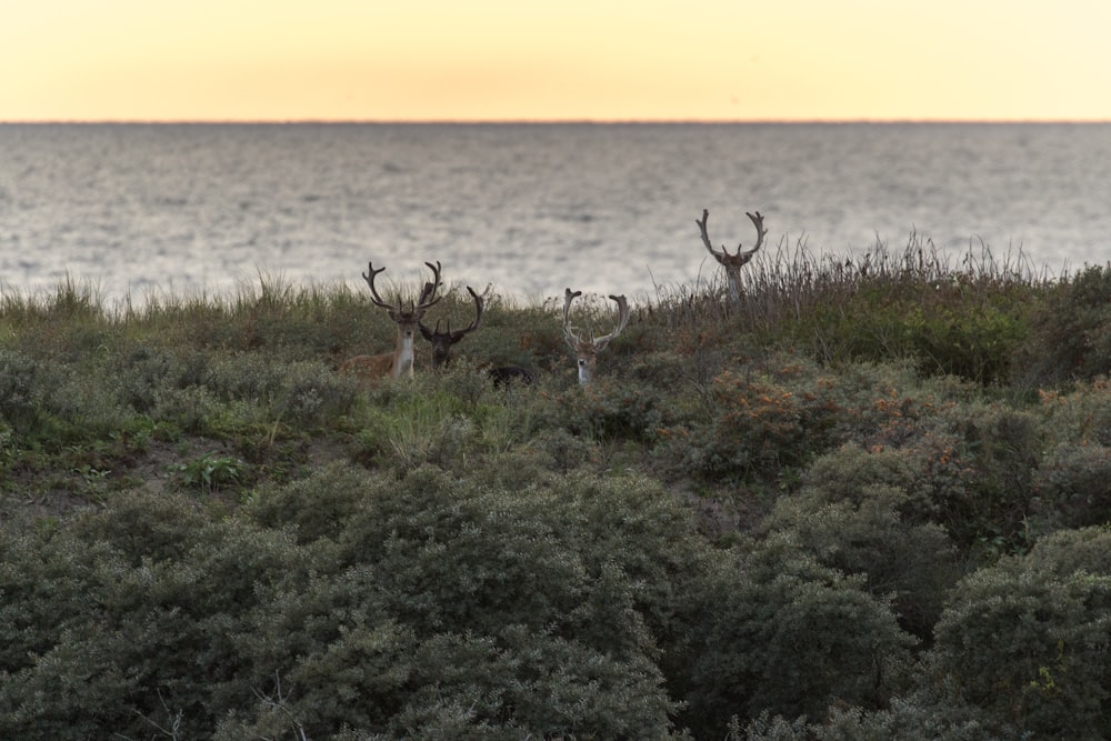 four deer on green leaf plants distance with body of water during golden hour