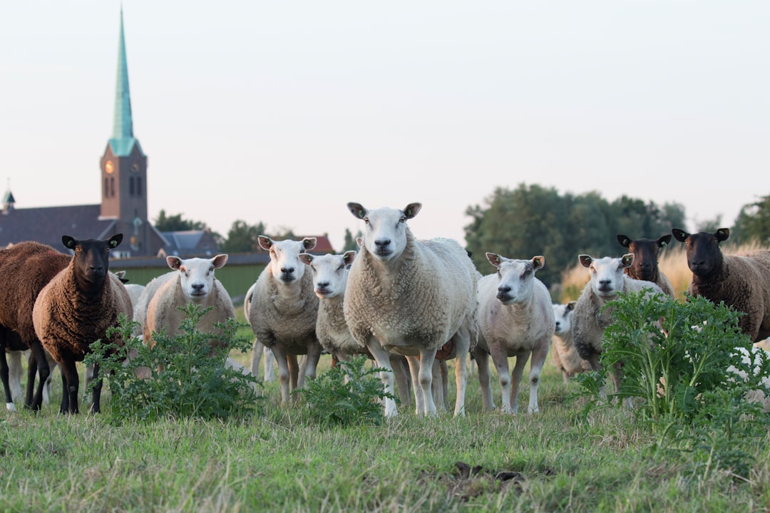 Wildlife photo spot Hoogmade Kinderdijk