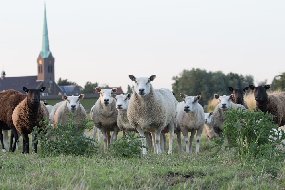 moutons blancs et bruns sur l’herbe de la pelouse