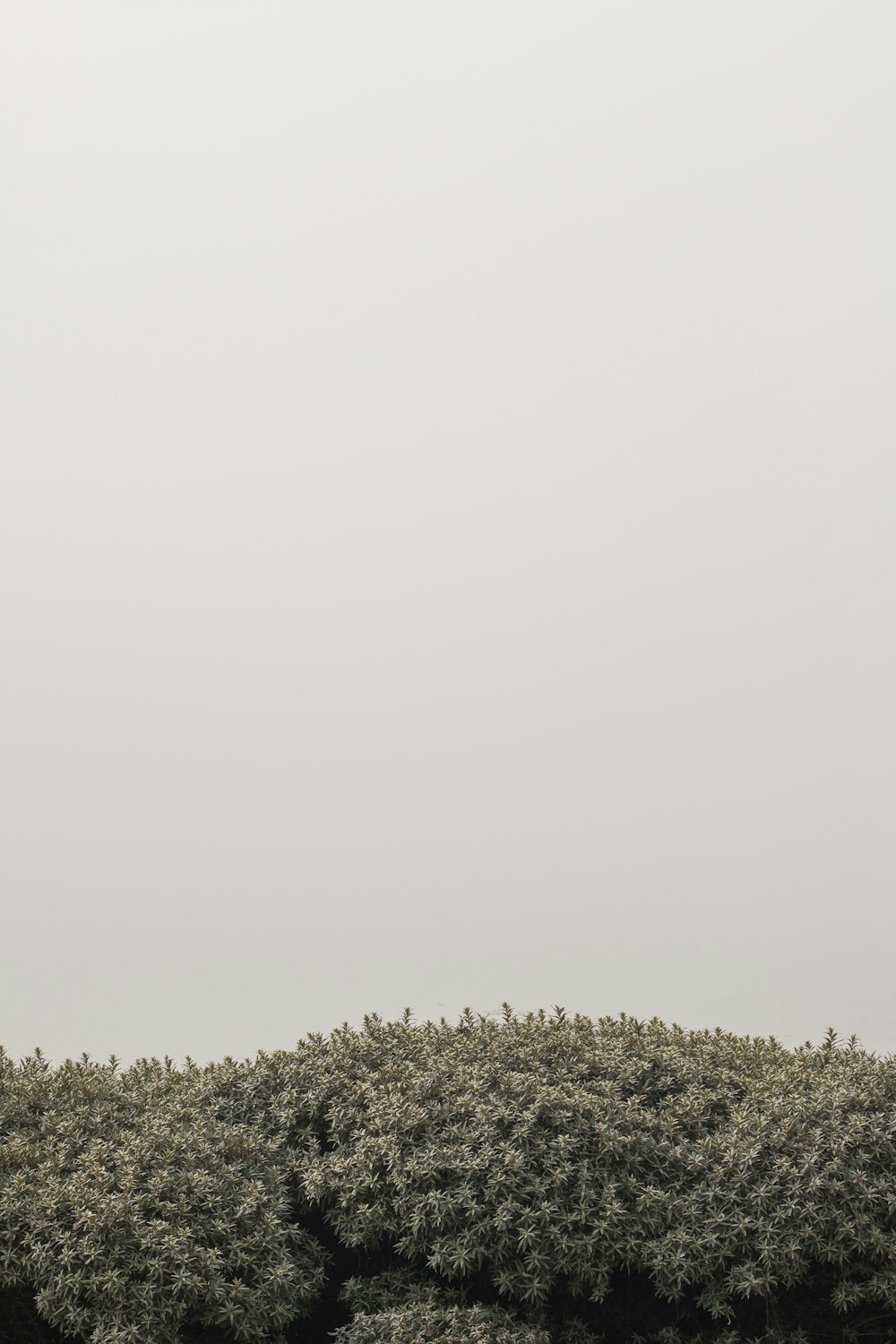 aerial photography of green trees