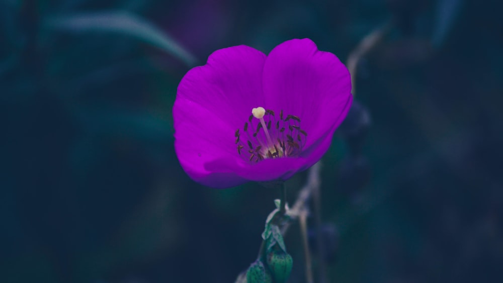 closeup photography purple petaled flower