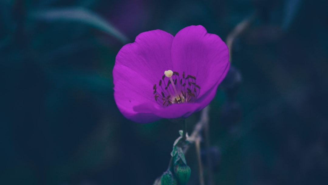 closeup photography purple petaled flower