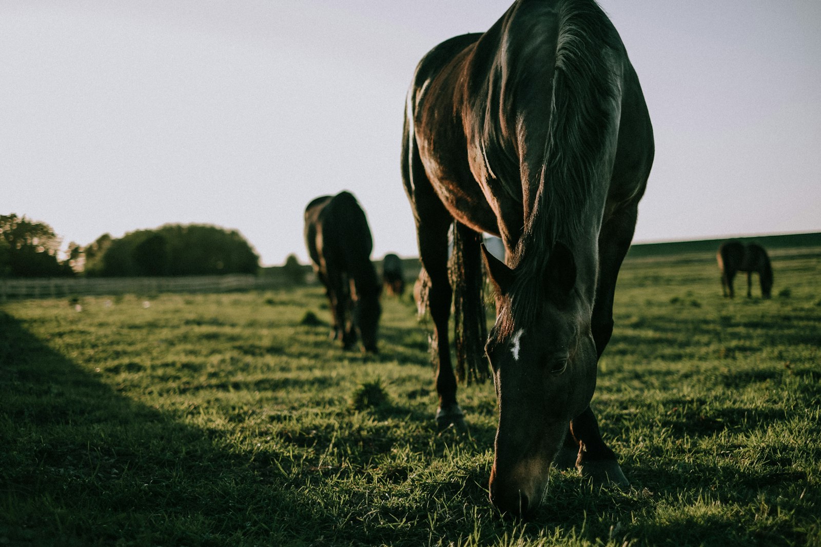 Fujifilm X-E2 + Fujifilm XF 35mm F1.4 R sample photo. Horse grazing during daytime photography