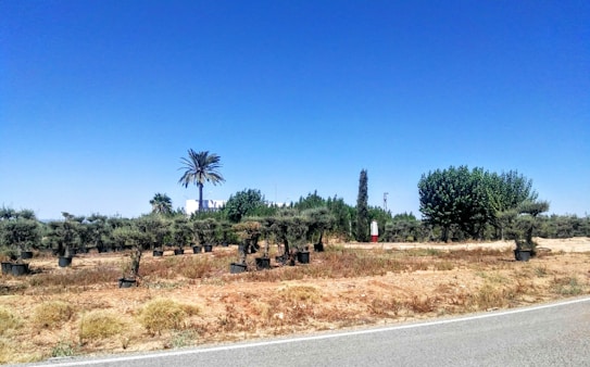 A dry landscape with sandy soil and rows of small trees or shrubs planted in pots. A tall palm tree stands prominently against a backdrop of clear, bright blue sky. Sparse vegetation is observed on the ground, with a road running along the forefront of the image. A single white building with a red base is partially visible in the background.