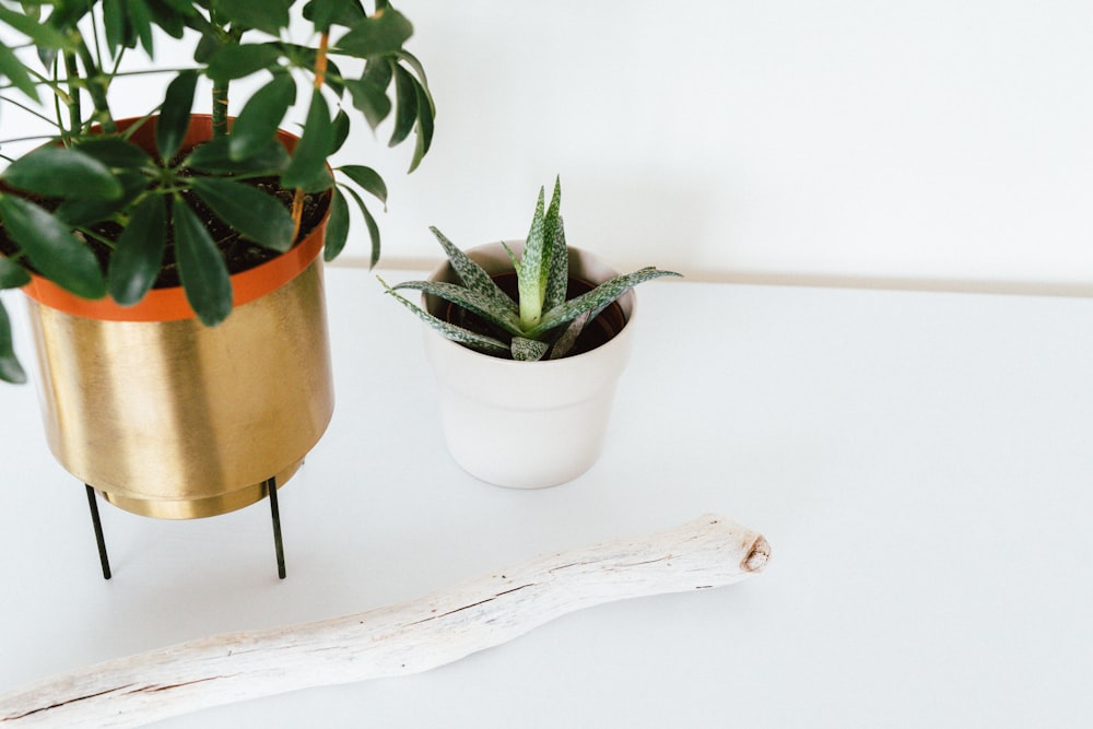 two potted plants on a white table