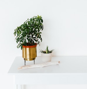 green leafed plant in gold pot on white table