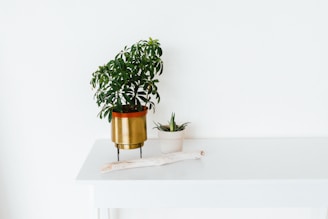 green leafed plant in gold pot on white table