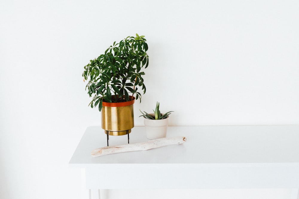 green leafed plant in gold pot on white table