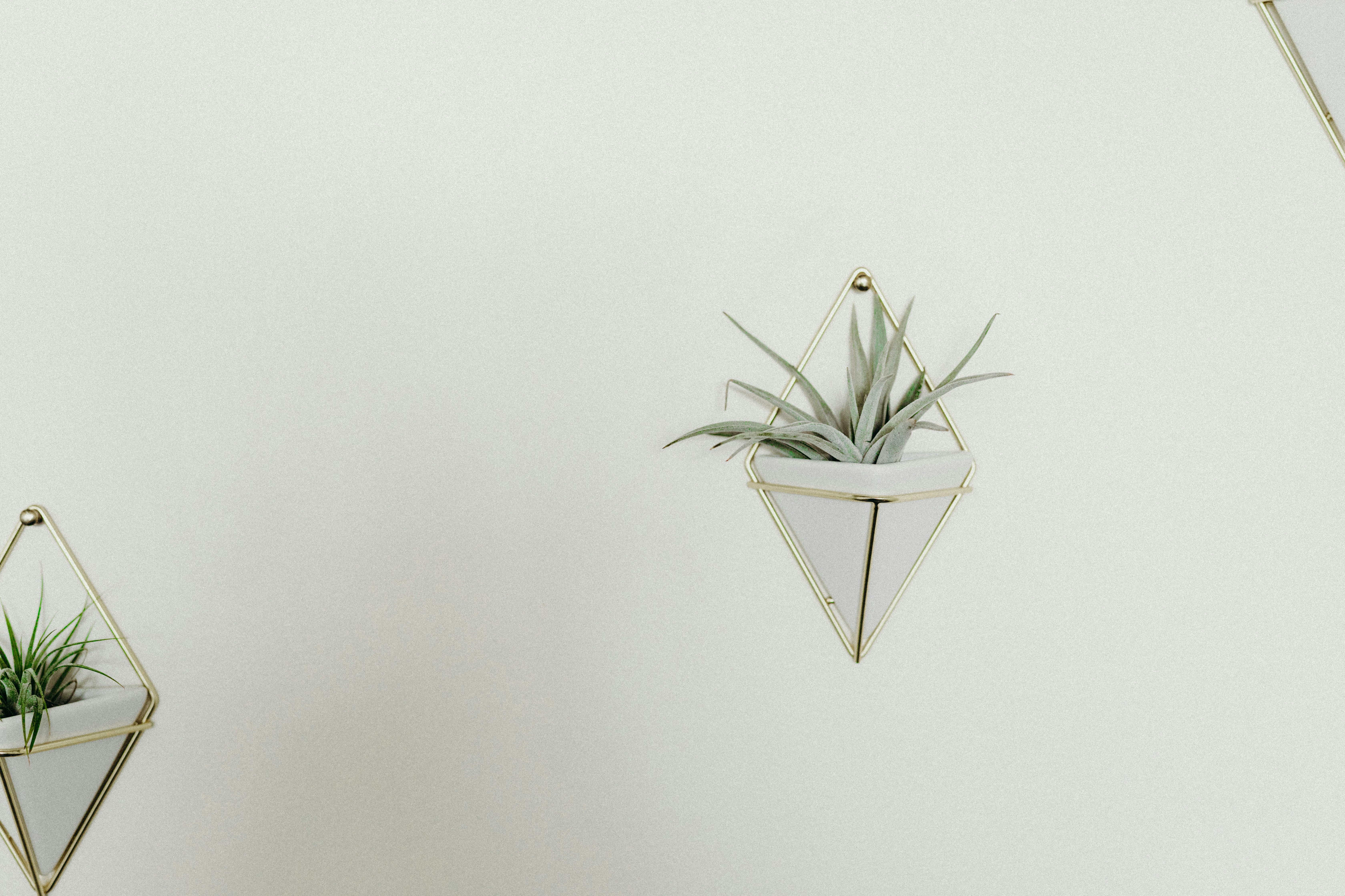 Modern gold geometric metal planter with tropical plant against white wall
