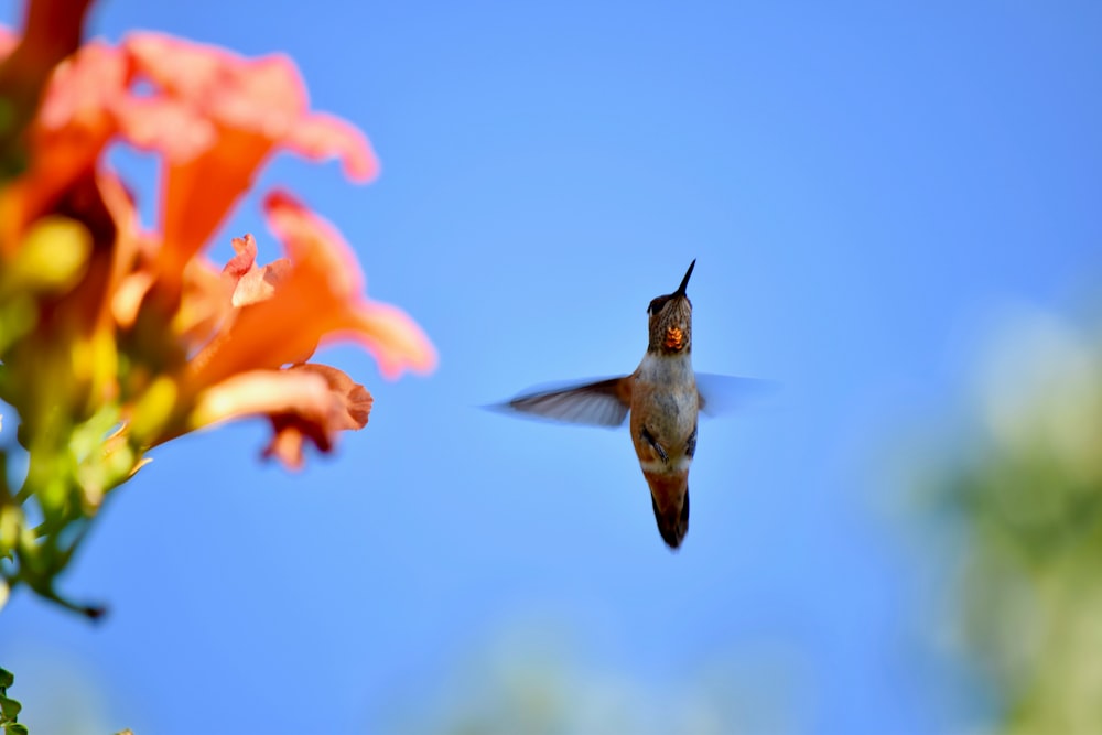 gray hummingbird beside orange trumpet creeper flowers