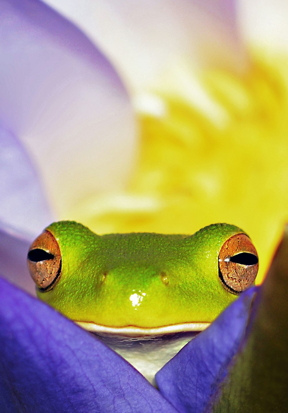 紫色の花に緑のカエルの近景