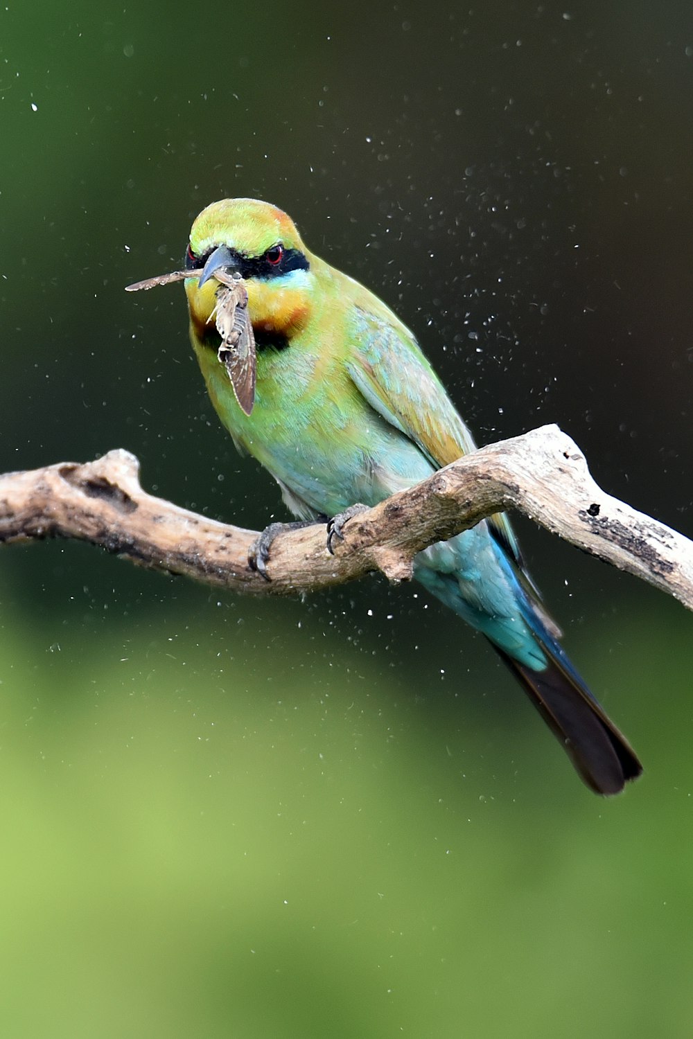 Zeitrafferfotografie eines grünen Vogels auf einem Ast