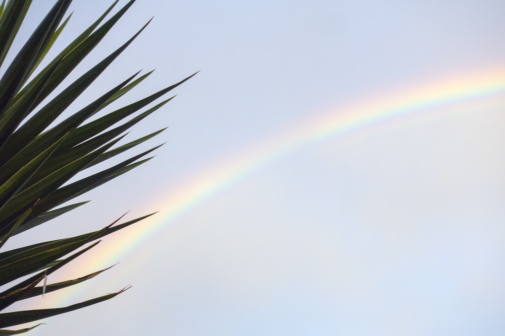 rainbow behind green leaves during daytime