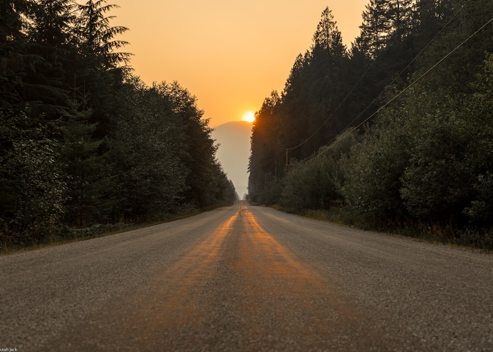 gray dirt road in between trees at sunset