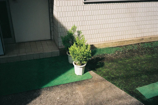 Two potted evergreen shrubs are placed on a patch of artificial green grass next to a tiled entrance of a building. A white tiled wall runs horizontally in the background, and part of the scene is in shadow while the rest is brightly lit by sunlight.