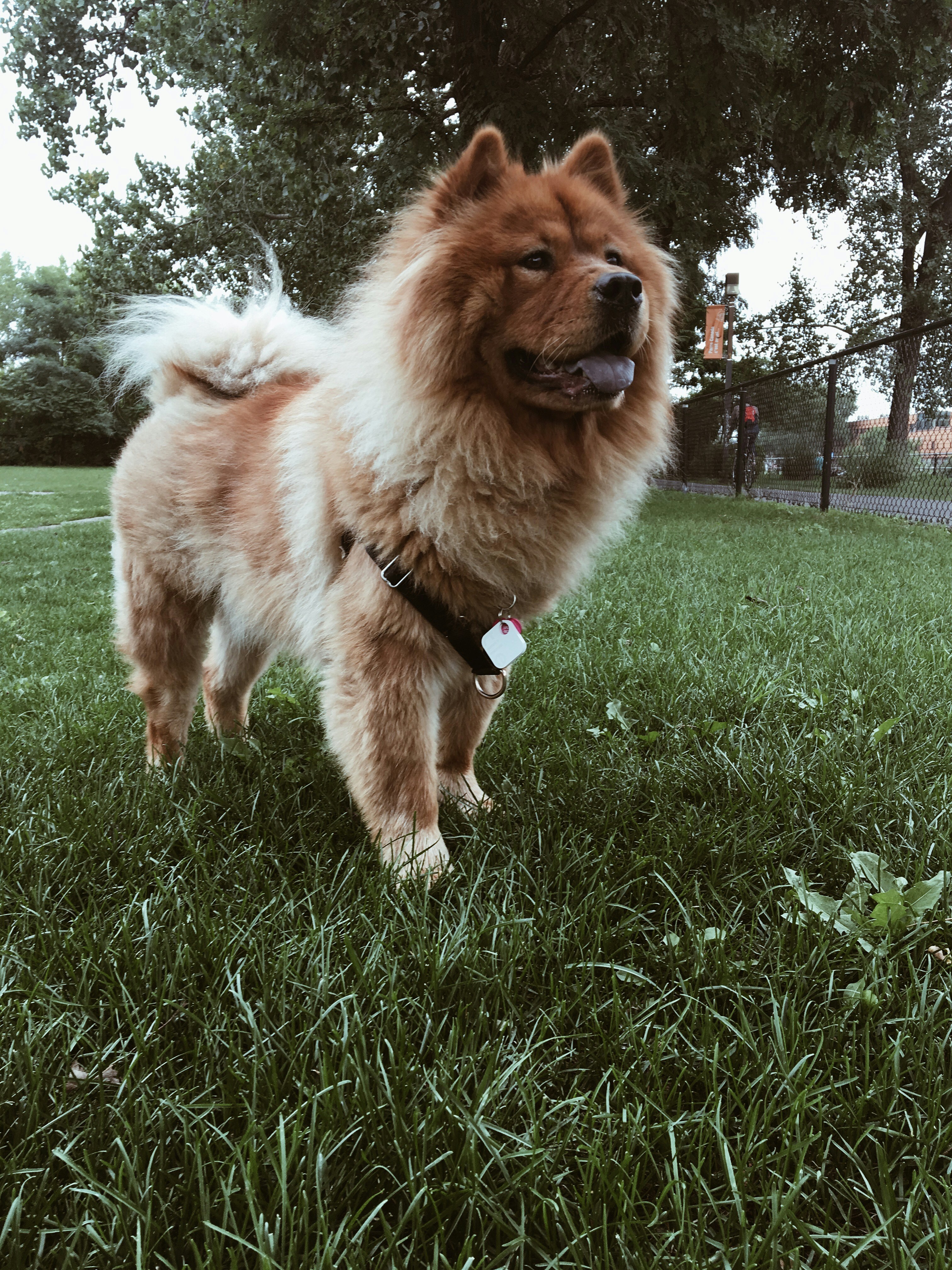 500 Chow Chow Pictures HD Download Free Images on Unsplash