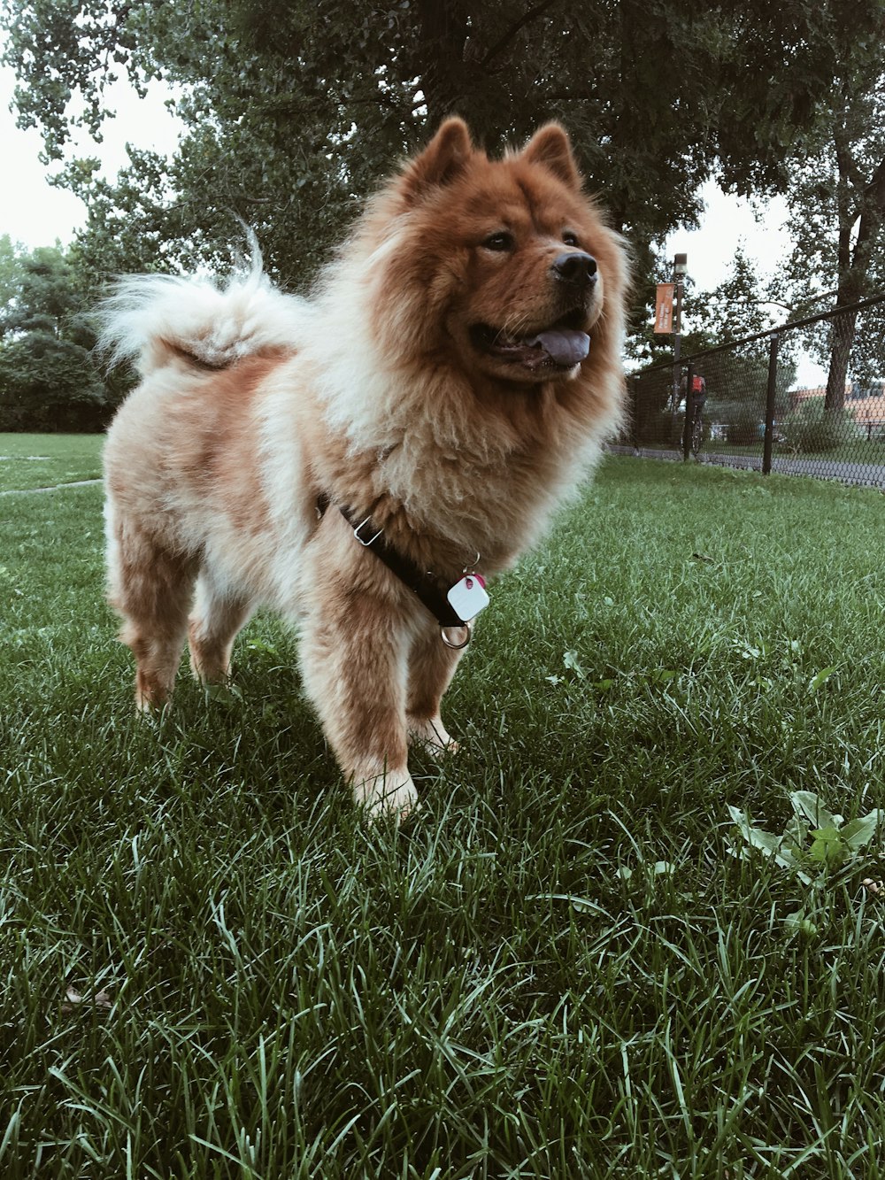 昼間のショートコートの茶色の犬