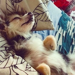 A small dog is sleeping peacefully on a bed, with its head resting on a pillow that has a leaf pattern. The dog appears relaxed, lying on its side with paws up, surrounded by soft bedding in shades of blue and white.