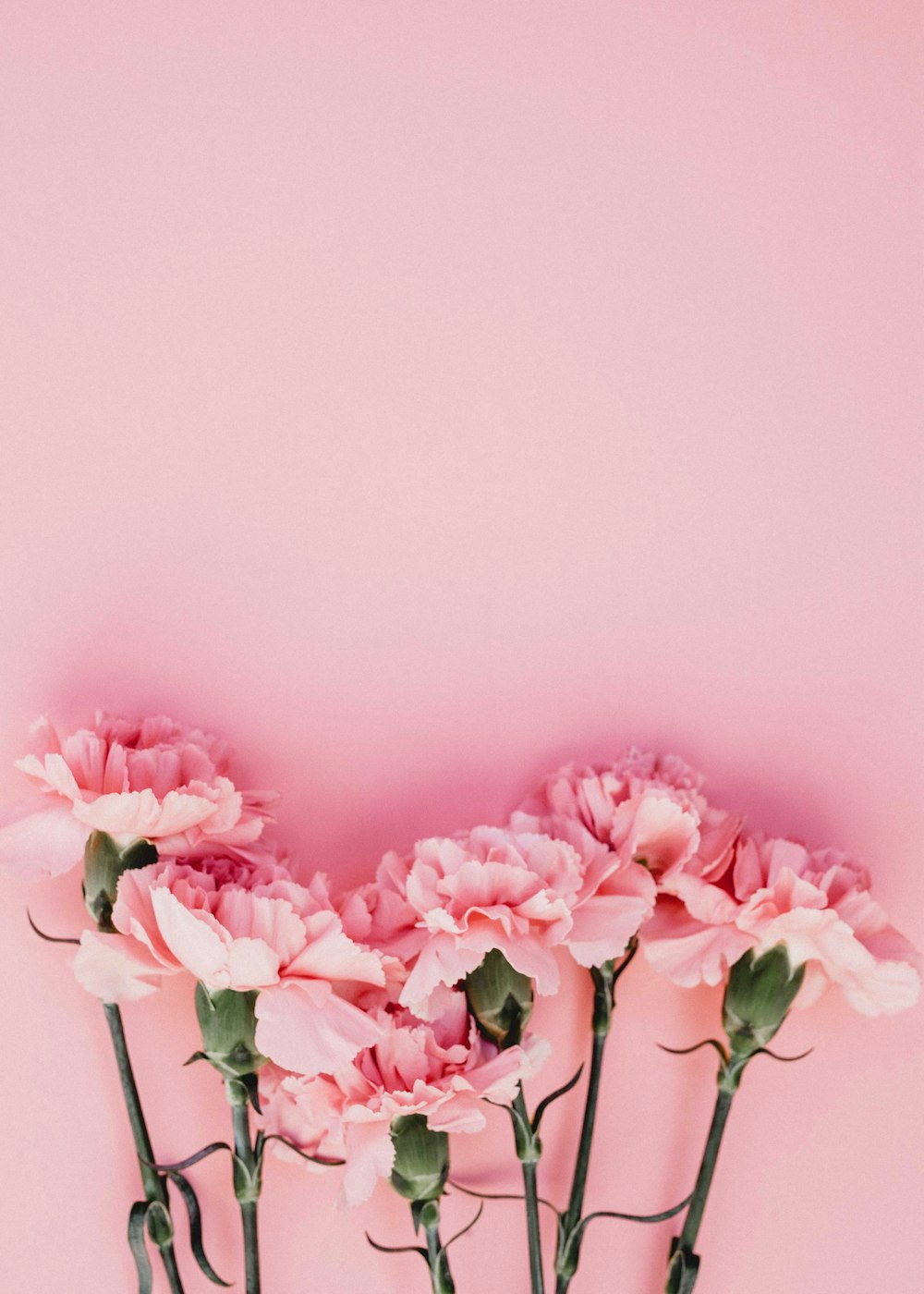 Flores rosas con fondo rosa.