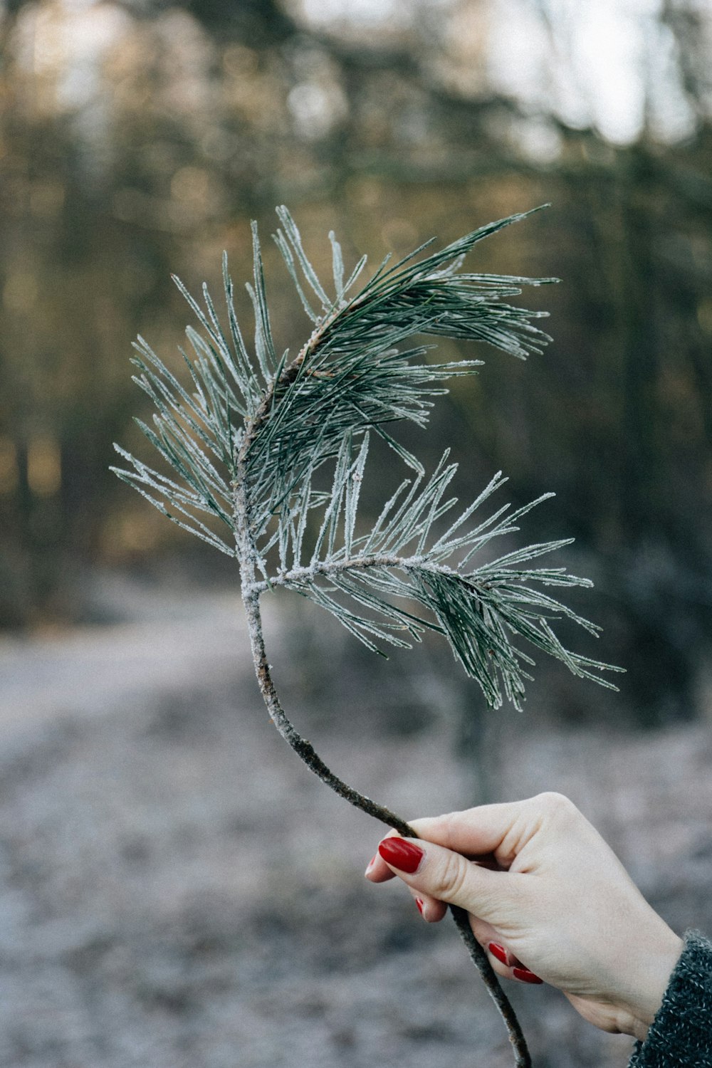 person holding green leaves