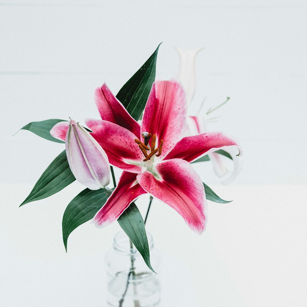 pink and white flower