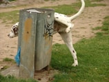 A Dalmatian dog is urinating against a metal trash can with graffiti on it in a grassy park area. The background shows patches of dirt and grass.