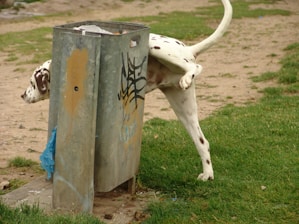 A Dalmatian dog is urinating against a metal trash can with graffiti on it in a grassy park area. The background shows patches of dirt and grass.