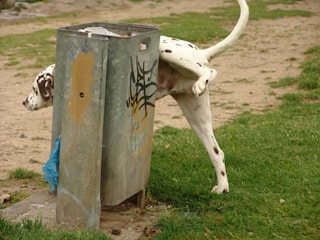 A Dalmatian dog is urinating against a metal trash can with graffiti on it in a grassy park area. The background shows patches of dirt and grass.