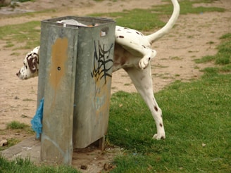A Dalmatian dog is urinating against a metal trash can with graffiti on it in a grassy park area. The background shows patches of dirt and grass.