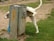 A Dalmatian dog is urinating against a metal trash can with graffiti on it in a grassy park area. The background shows patches of dirt and grass.