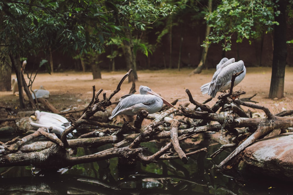 three pelican standing on tree logs over body of water