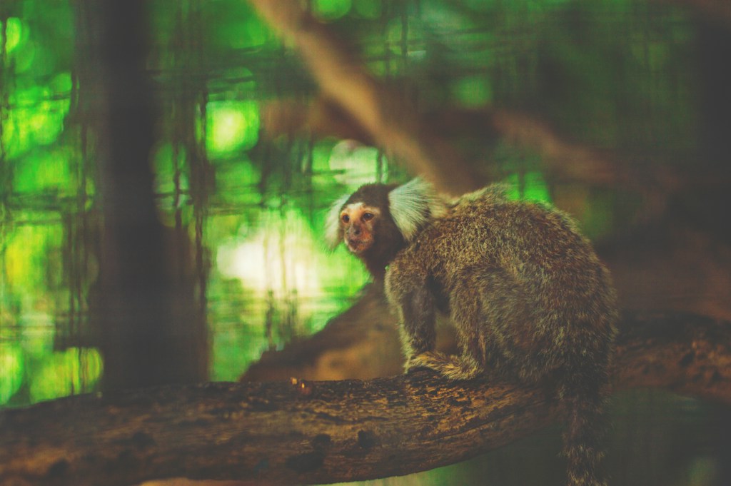 Tur Tangkoko dan Tarsius