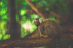 Tur Tangkoko dan Tarsius