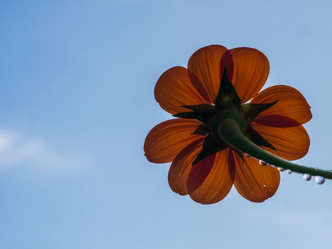 low angle photography of brown clustered flower