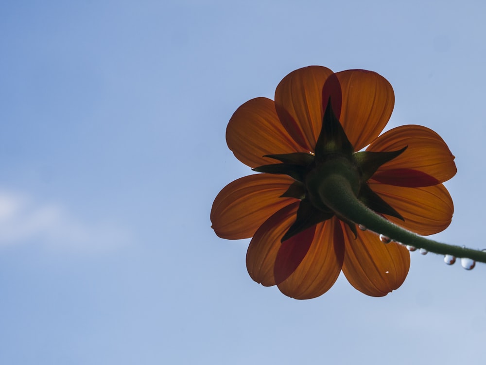 茶色のクラスター状の花のローアングル写真