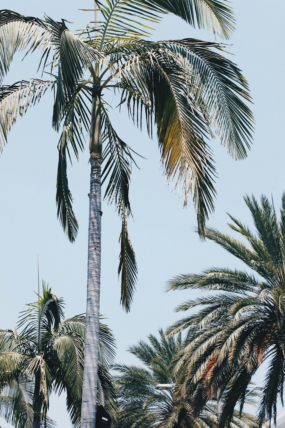 low-angle photo of palm trees under gray sky