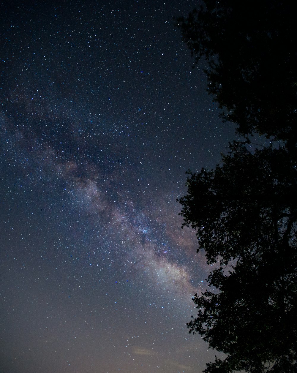 Fotografía de ángulo bajo de la silueta del árbol durante la noche