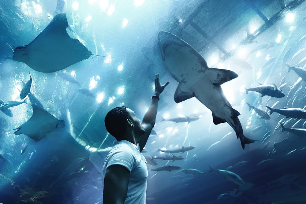 man reaching for shark