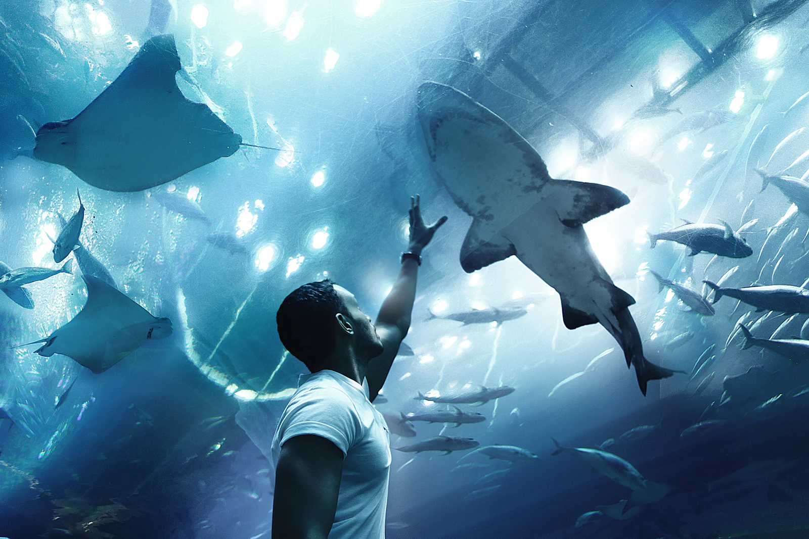 Shark swimming past a visitor at Dubai Aquarium