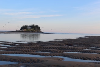 A small, tree-covered island with a house is surrounded by calm waters. Numerous birds are flying overhead. The foreground features rippled sand and shallow water reflecting the sky.