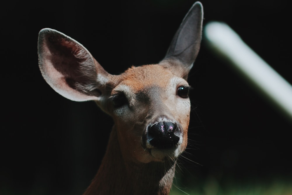 photo de cerf brun en gros plan