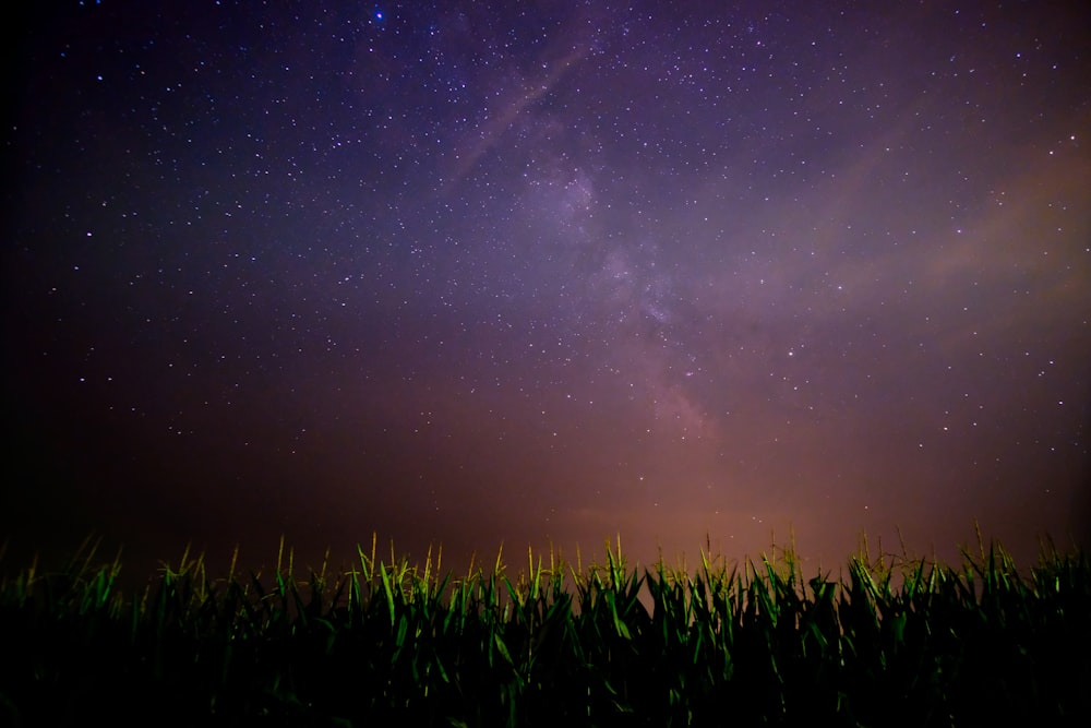 green grass field under night sky